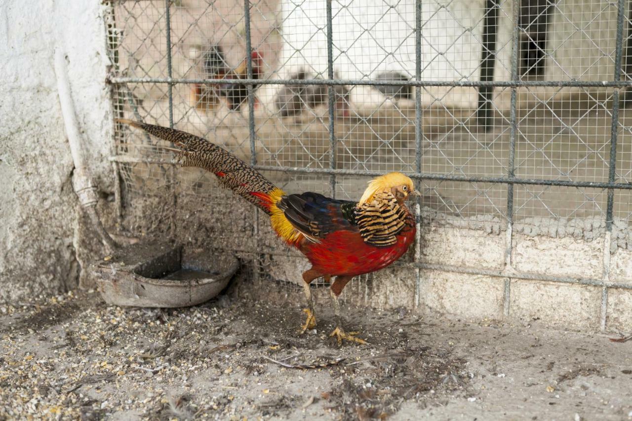 Cortijo La Algallumbilla Carcabuey Екстер'єр фото